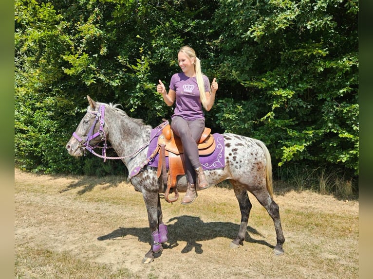 Appaloosa Yegua 13 años 148 cm Atigrado/Moteado in Linkenbach