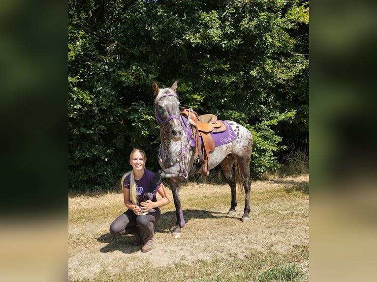 Appaloosa Yegua 13 años 148 cm Atigrado/Moteado in Linkenbach