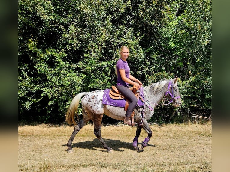 Appaloosa Yegua 13 años 148 cm Atigrado/Moteado in Linkenbach