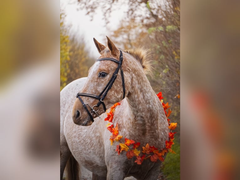 Appaloosa Mestizo Yegua 13 años 158 cm  in Hamwarde