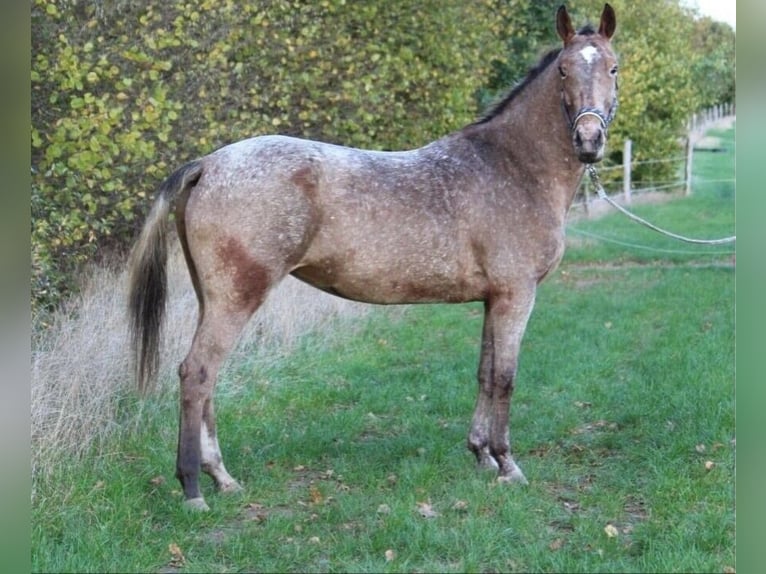Appaloosa Mestizo Yegua 13 años 158 cm  in Hamwarde