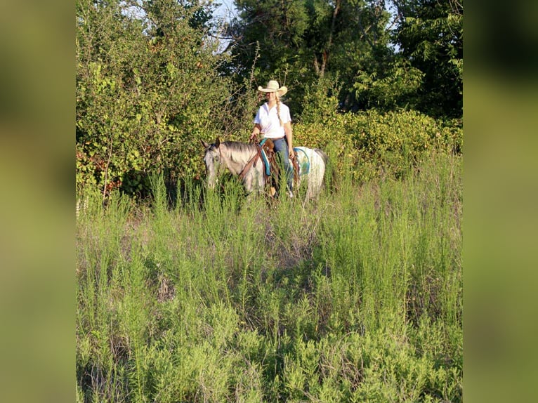 Appaloosa Yegua 14 años 145 cm Tordo in stephenville TX