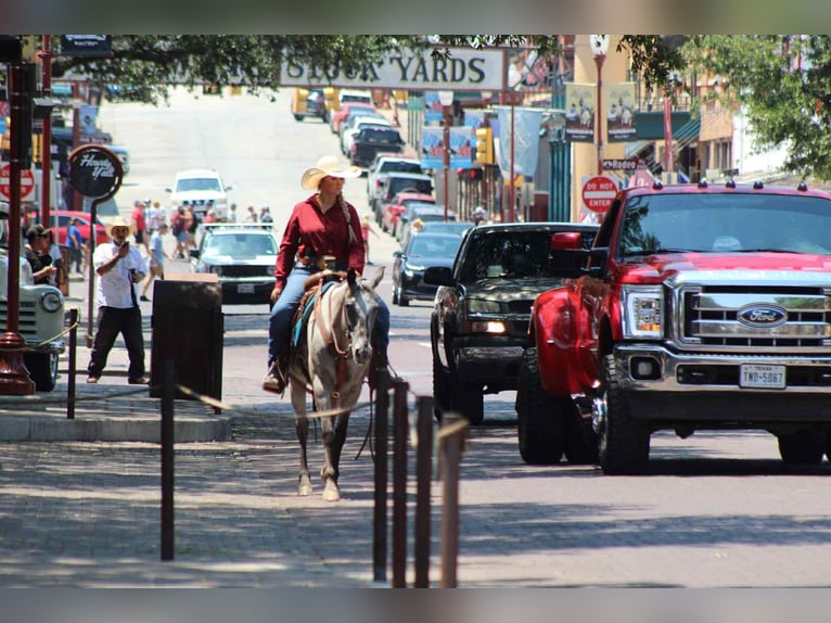 Appaloosa Yegua 14 años 145 cm Tordo in stephenville TX