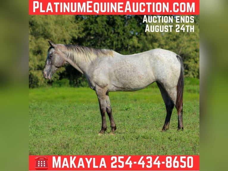 Appaloosa Yegua 14 años 145 cm Tordo in stephenville TX