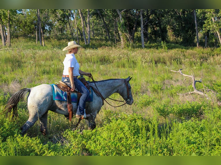 Appaloosa Yegua 14 años 145 cm Tordo in stephenville TX