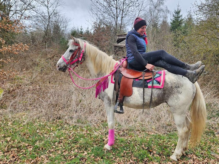 Appaloosa Yegua 14 años 148 cm Pío in Linkenbach