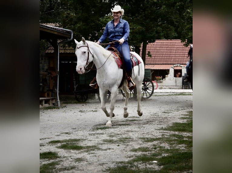 Appaloosa Yegua 14 años 151 cm White/Blanco in Nördlingen
