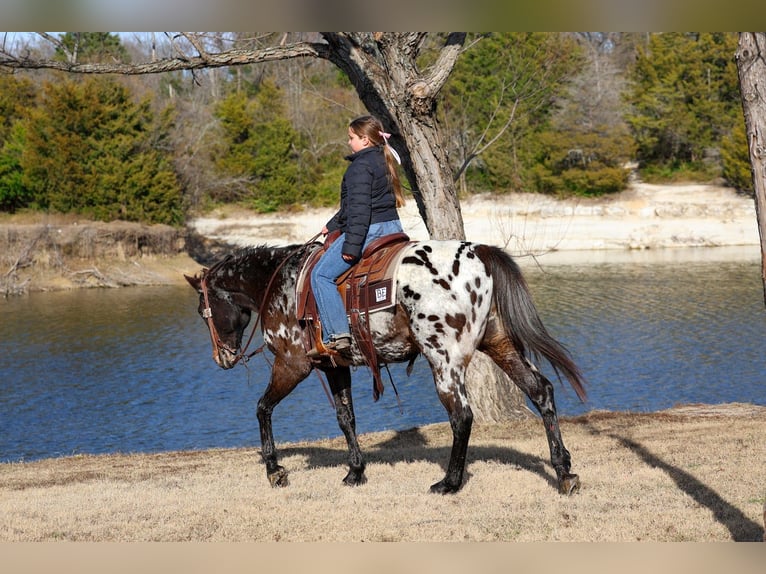 Appaloosa Yegua 14 años 152 cm in Forney