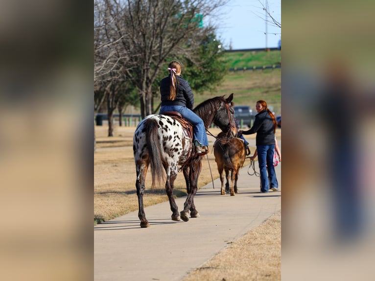 Appaloosa Yegua 14 años 152 cm in Forney