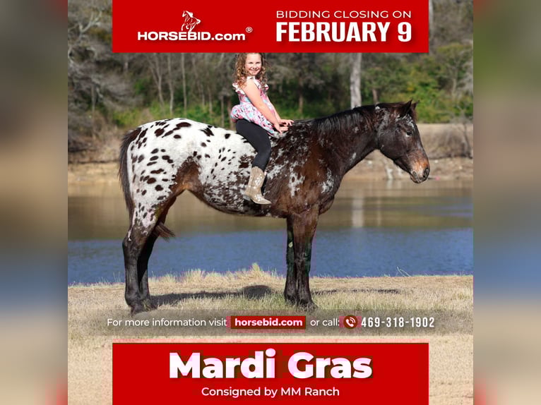 Appaloosa Yegua 14 años 152 cm in Forney