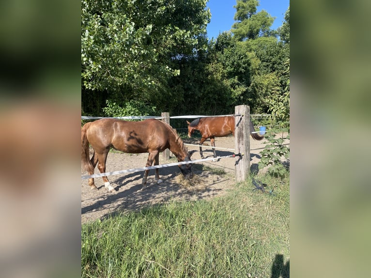 Appaloosa Yegua 15 años 143 cm Alazán in Argenta