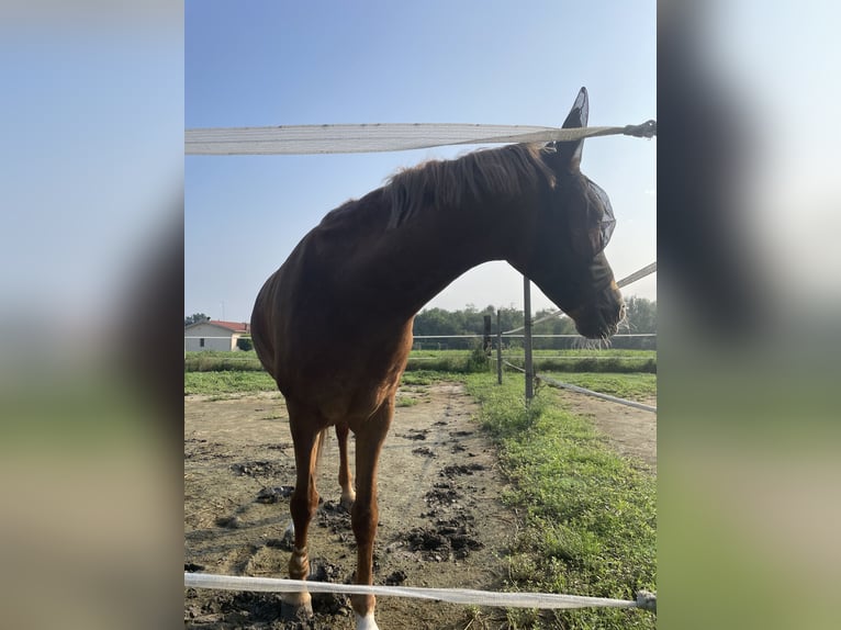 Appaloosa Yegua 15 años 143 cm Alazán in Argenta