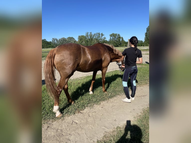 Appaloosa Yegua 15 años 143 cm Alazán in Argenta