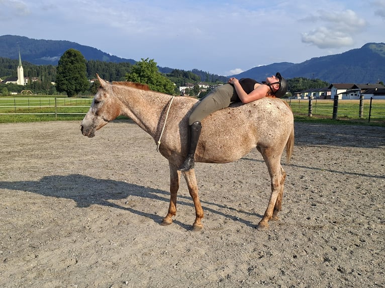 Appaloosa Yegua 15 años 147 cm Atigrado/Moteado in Kirchbichl