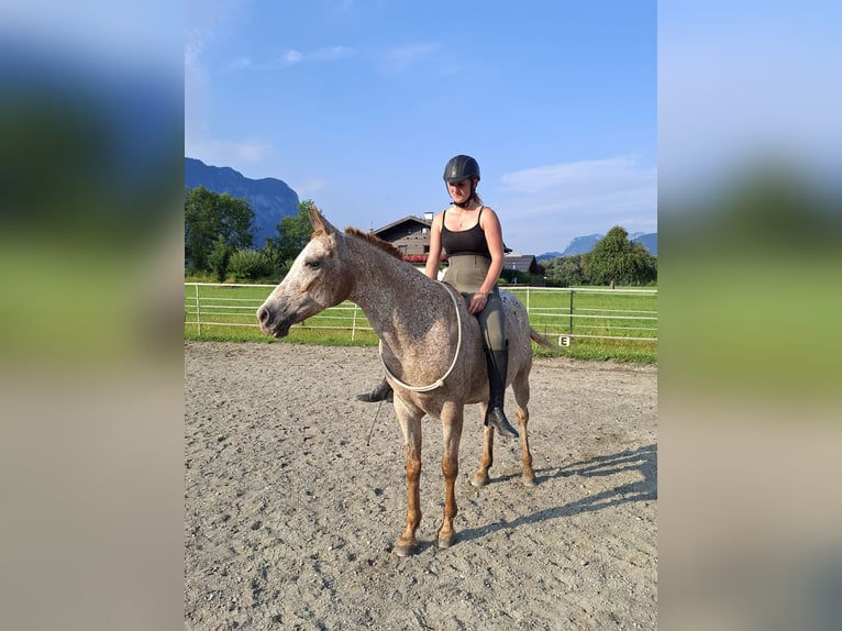 Appaloosa Yegua 15 años 147 cm Atigrado/Moteado in Kirchbichl