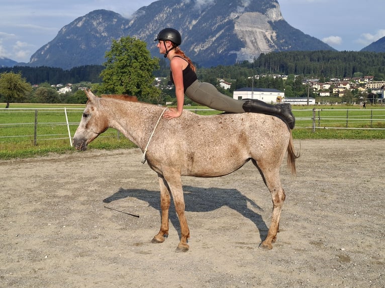 Appaloosa Yegua 15 años 147 cm Atigrado/Moteado in Kirchbichl