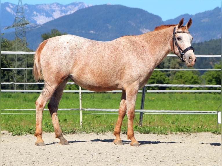 Appaloosa Yegua 15 años 147 cm Atigrado/Moteado in Kirchbichl