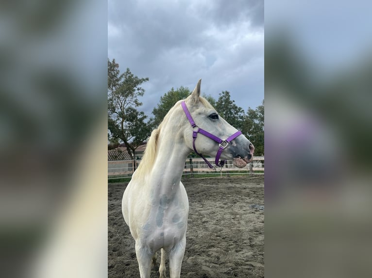 SÍ AL ARTE DE LA TAUROMAQUIA - Caballos Raza Appaloosa