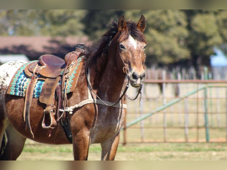 Appaloosa Yegua 15 años 165 cm Castaño rojizo in Stephenville TX