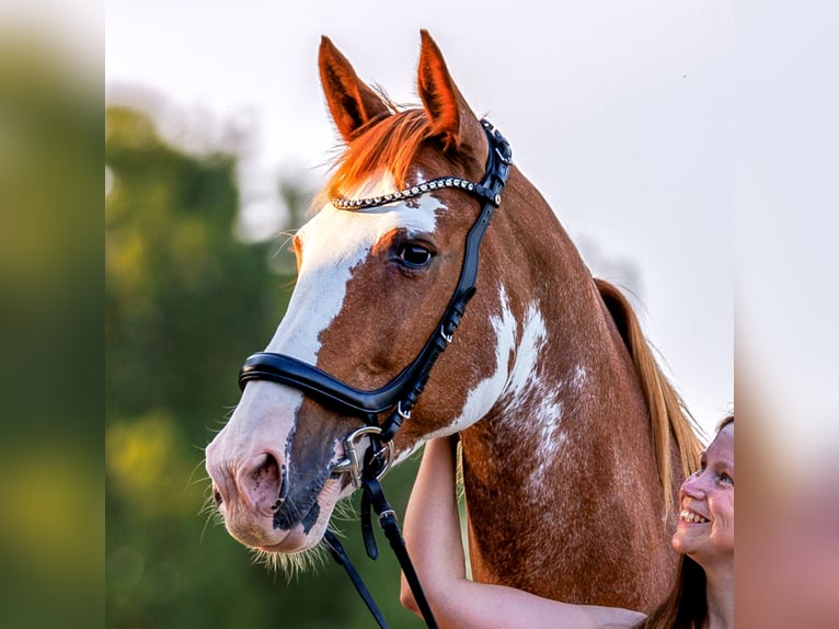 Appaloosa Mestizo Yegua 15 años 168 cm Alazán in Krummh&#xF6;rn