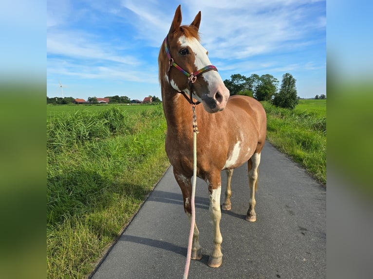 Appaloosa Mestizo Yegua 15 años 168 cm Alazán in Krummh&#xF6;rn