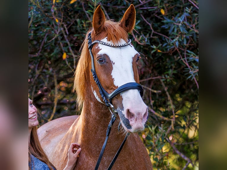 Appaloosa Mestizo Yegua 15 años 168 cm Alazán in Krummh&#xF6;rn