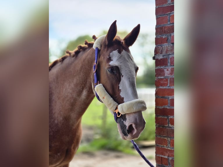 Appaloosa Mestizo Yegua 15 años 168 cm Alazán in Krummh&#xF6;rn