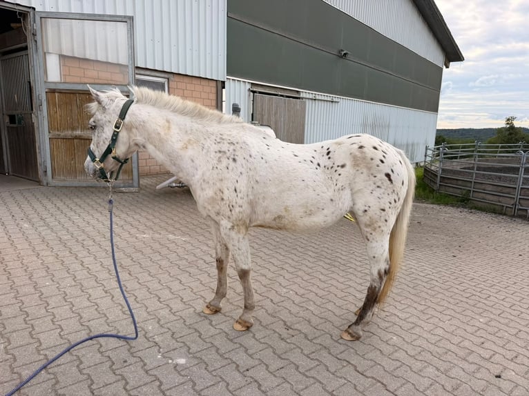 Appaloosa Yegua 16 años 136 cm  in Rheinfelden