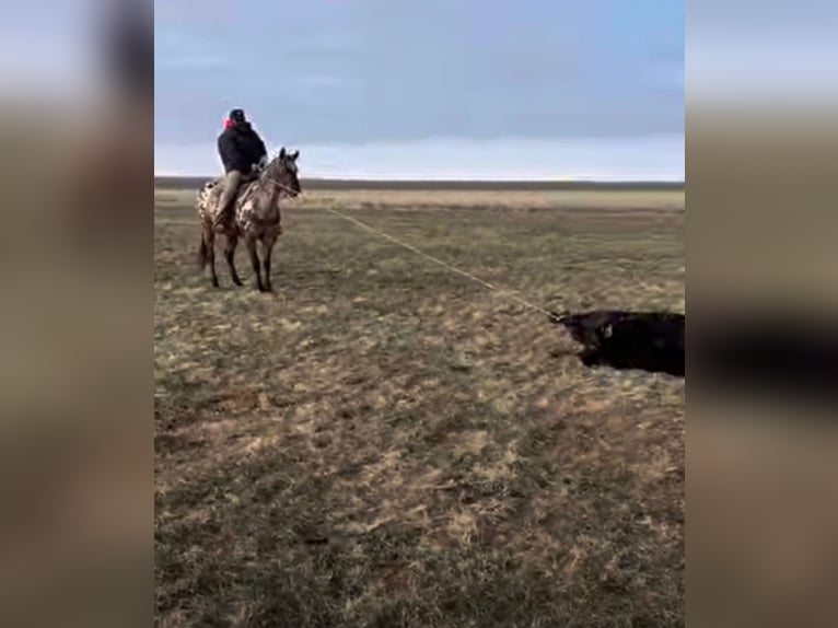 Appaloosa Yegua 16 años 152 cm in Forney