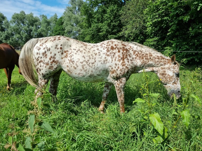 Appaloosa Yegua 16 años 155 cm Atigrado/Moteado in Brasschaat