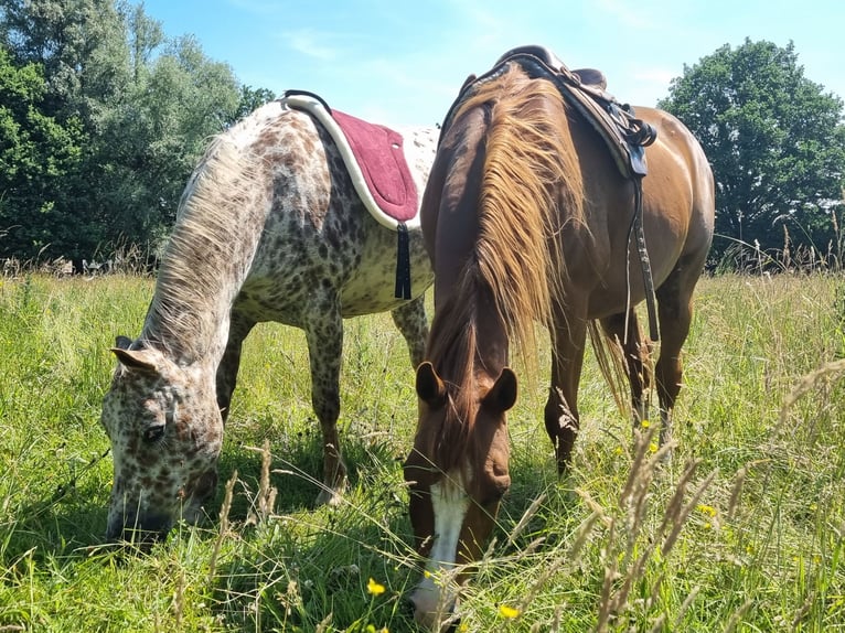 Appaloosa Yegua 16 años 155 cm Atigrado/Moteado in Brasschaat