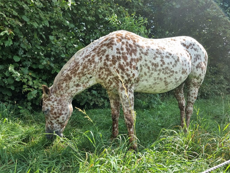 Appaloosa Yegua 16 años 155 cm Atigrado/Moteado in Brasschaat
