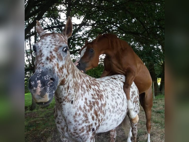 Appaloosa Yegua 16 años 155 cm Atigrado/Moteado in Brasschaat