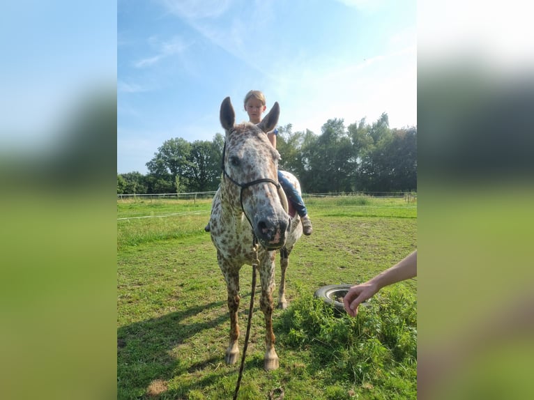 Appaloosa Yegua 16 años 155 cm Atigrado/Moteado in Brasschaat