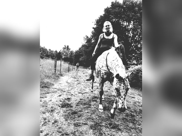 Appaloosa Yegua 16 años 155 cm Atigrado/Moteado in Brasschaat