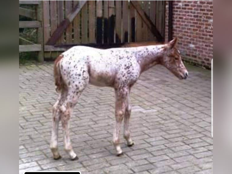Appaloosa Yegua 16 años 155 cm Atigrado/Moteado in Brasschaat