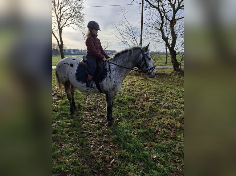 Appaloosa Yegua 16 años 155 cm in Moormerland