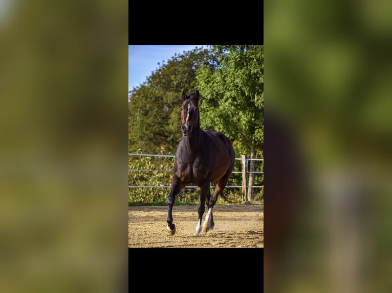 Appaloosa Yegua 18 años 160 cm Castaño oscuro in Lindlar