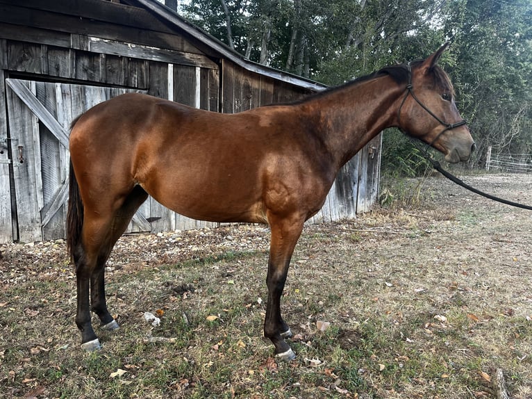 Appaloosa Yegua 1 año 142 cm Castaño rojizo in Bumpus Mills