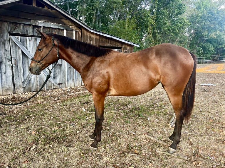 Appaloosa Yegua 1 año 142 cm Castaño rojizo in Bumpus Mills