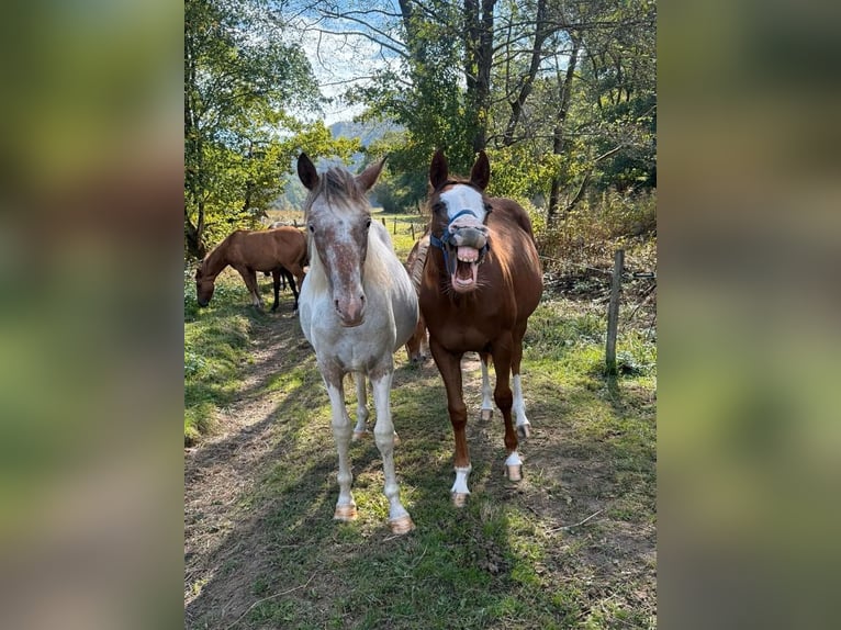 Appaloosa Mestizo Yegua 1 año 150 cm  in Daleiden