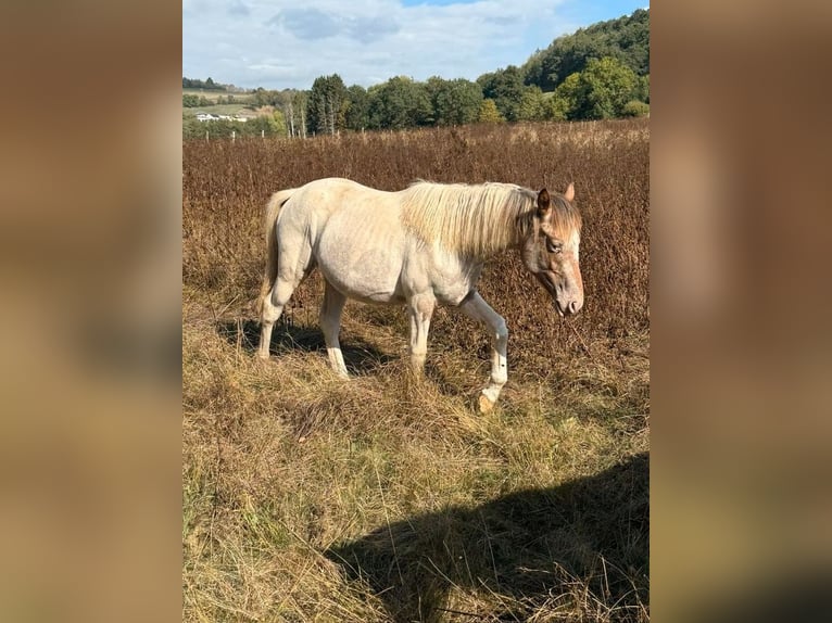 Appaloosa Mestizo Yegua 1 año 150 cm  in Daleiden