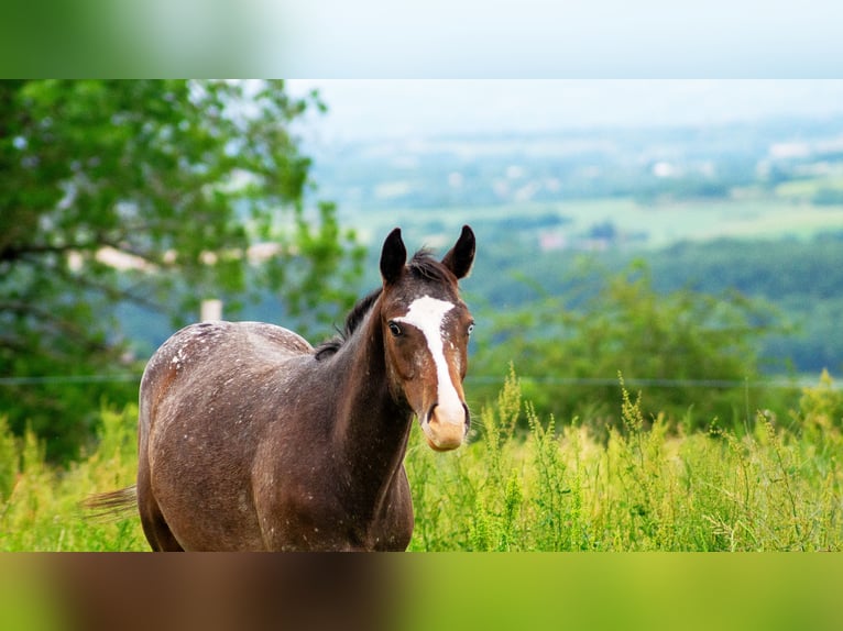 Appaloosa Yegua 1 año 150 cm Castaño oscuro in Saint-Beauzile