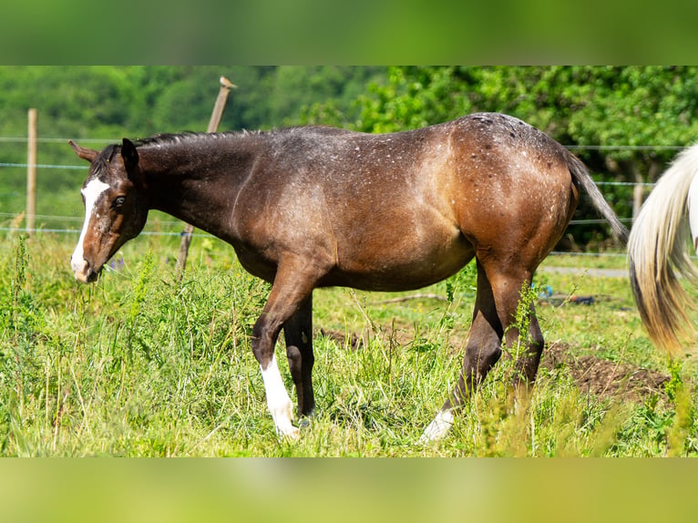 Appaloosa Yegua 1 año 150 cm Castaño oscuro in Saint-Beauzile