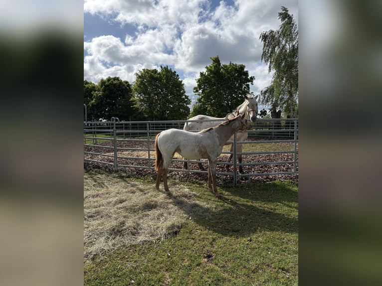 Appaloosa Yegua 1 año 152 cm Alazán in Nördlingen