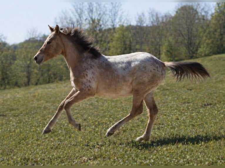 Appaloosa Mestizo Yegua 1 año 155 cm Atigrado/Moteado in Uelzen