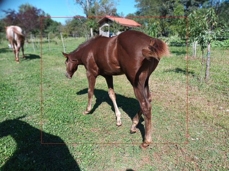 Appaloosa Yegua 1 año 155 cm Castaño oscuro in Komen