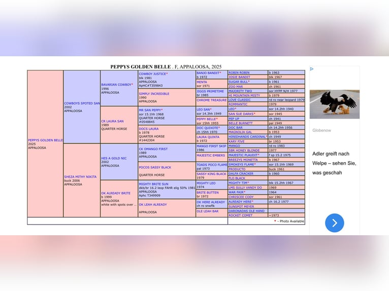 Appaloosa Yegua 1 año 156 cm Buckskin/Bayo in Nördlingen
