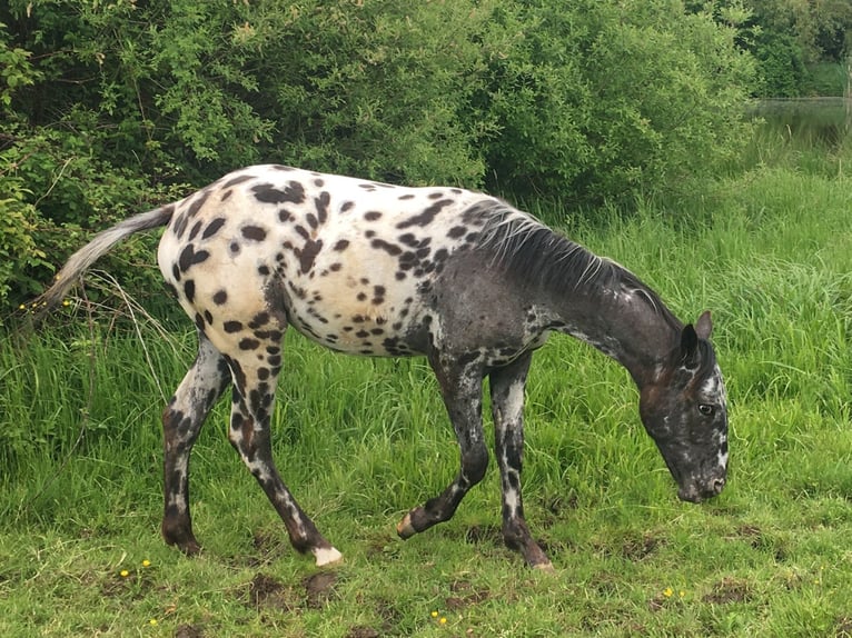 Appaloosa Yegua 1 año Atigrado/Moteado in Velka Bites