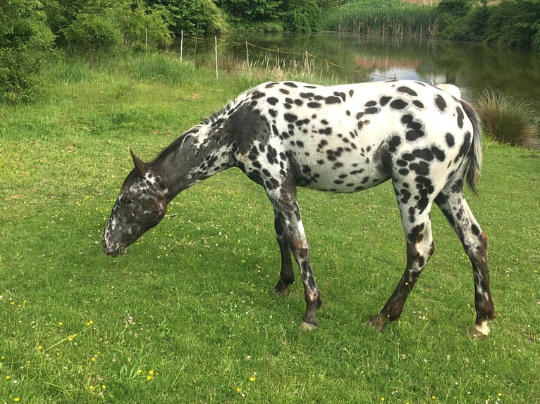 Appaloosa Yegua 1 año Atigrado/Moteado in Velka Bites